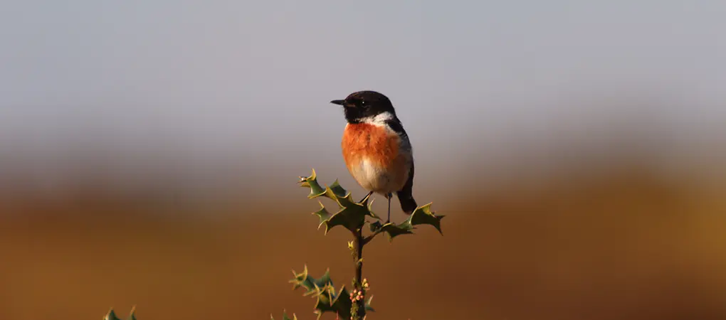 Stonechat, North Wales