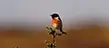 Stonechat sitting on a branch