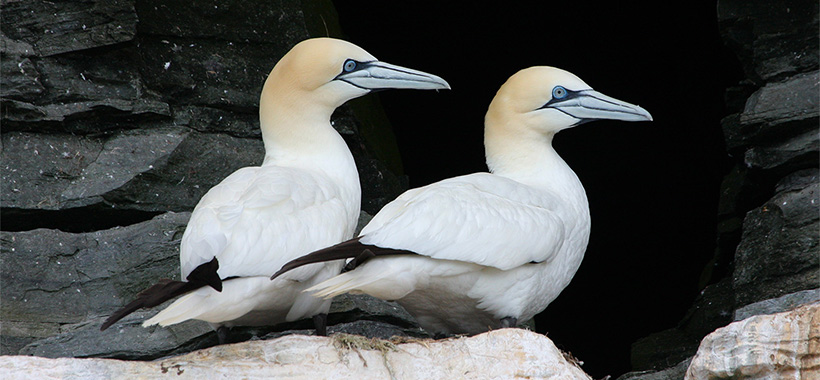 Shetland, Islands off Northern Scotland, bird watching, birdwatching