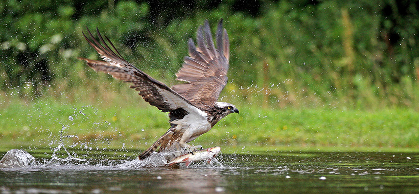 Speyside Scotland Wildlife Holiday Vacation Bird